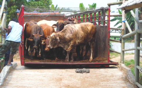 bantuan ternak sapi 2015