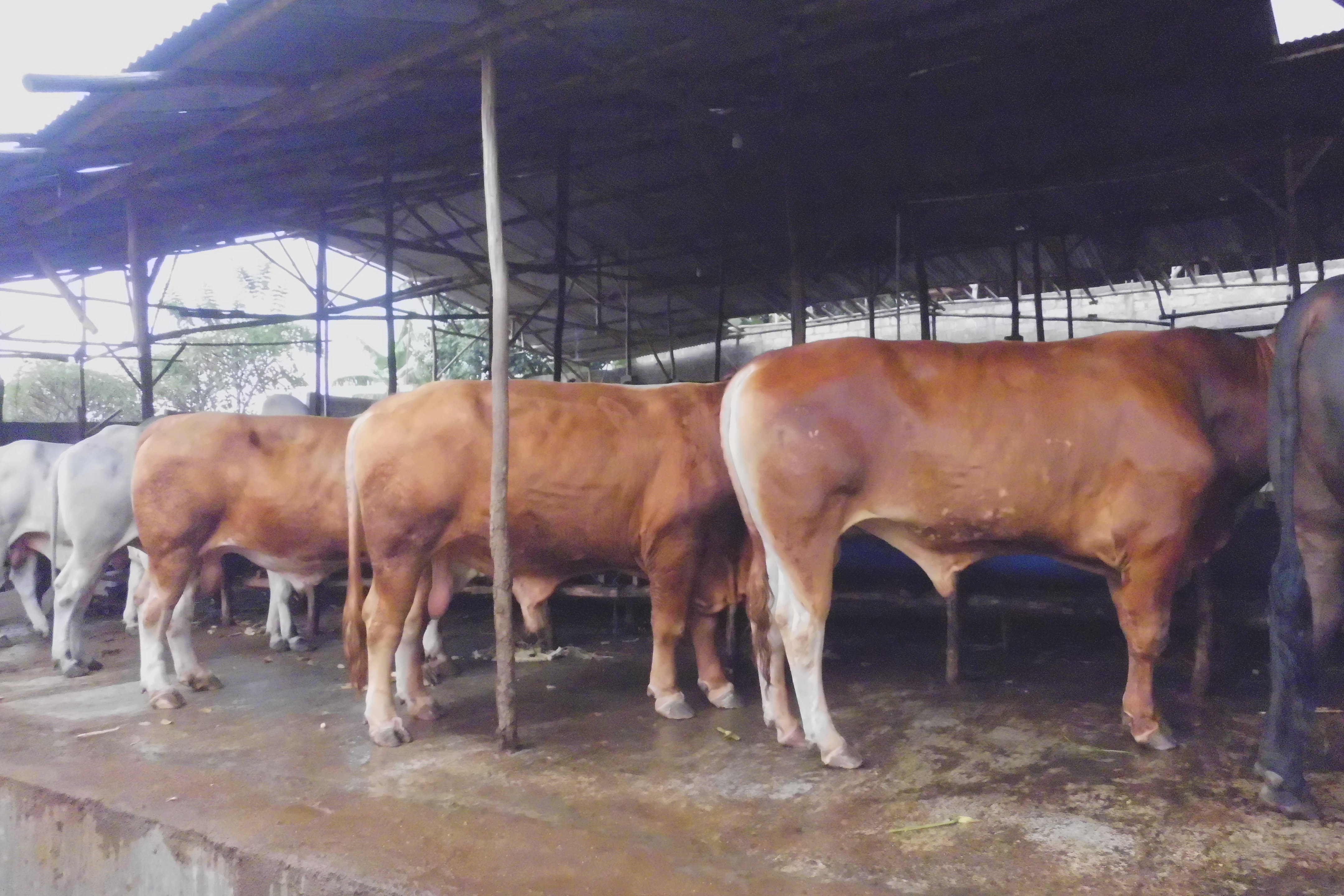 Peternakan sapi  SAFARI TERNAK JUAL Hewan Qurban - Sapi 